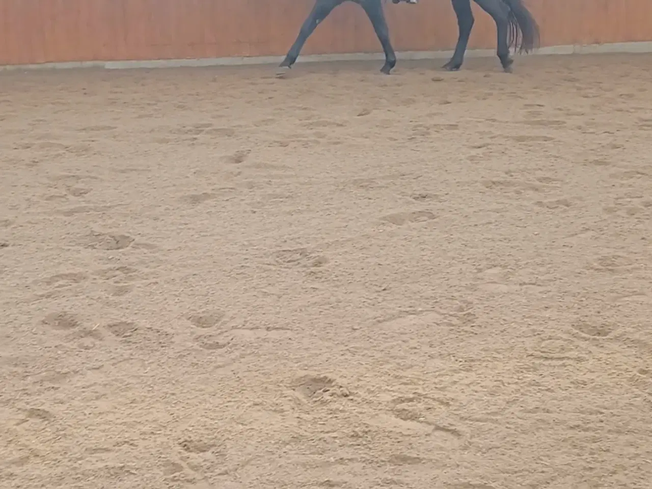 Billede 4 - Smuk Dv hoppe 