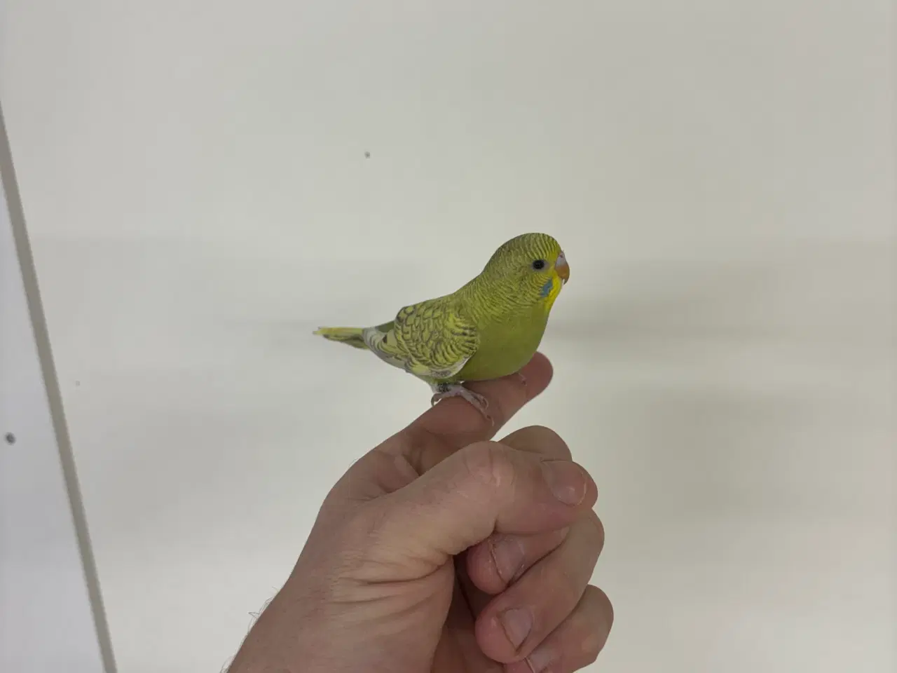 Billede 7 - Håndterede unger