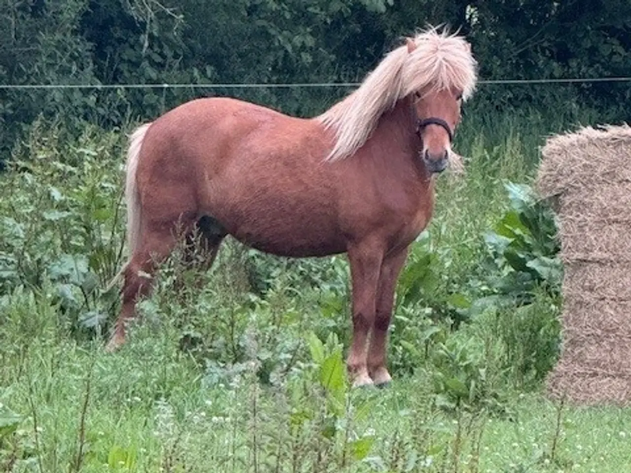 Billede 1 -  Islænder. Baldur (rød) født 12/6-2017. Vallak.