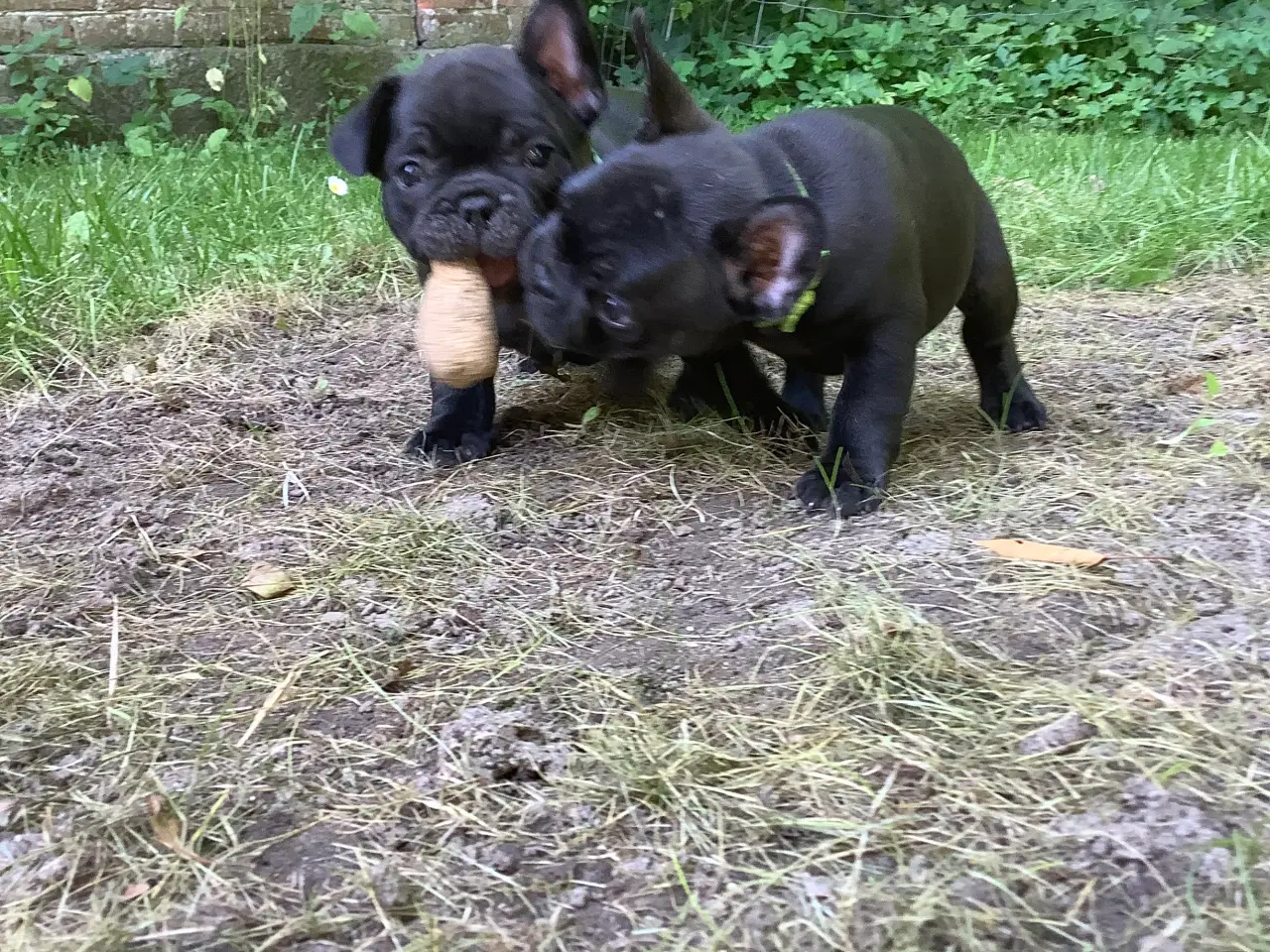 Billede 3 - Fransk bulldog hvalpe