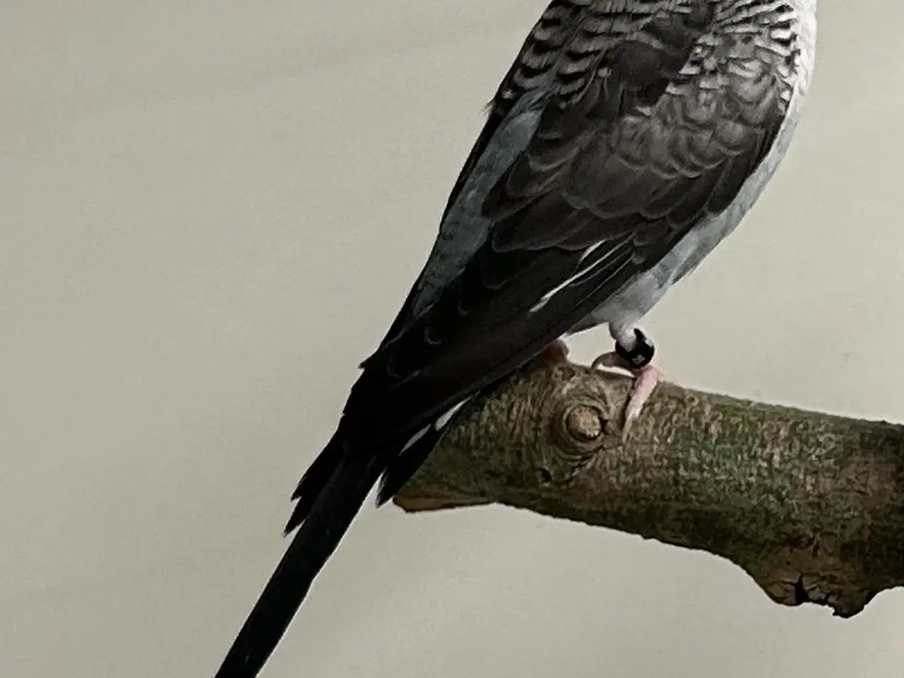 Billede 12 - Blackface og Blackwing 