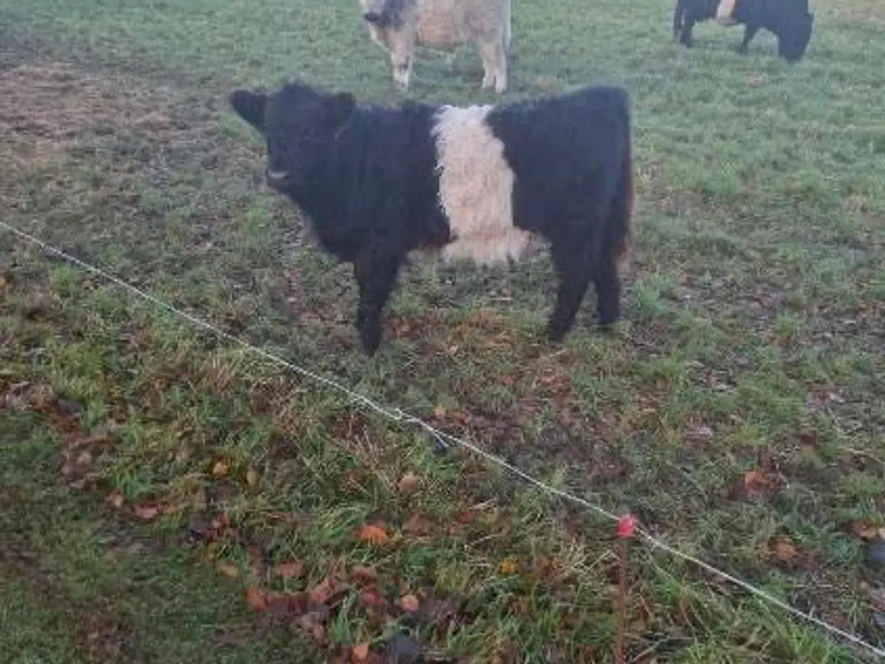 Billede 4 - Galloway Kviekalv