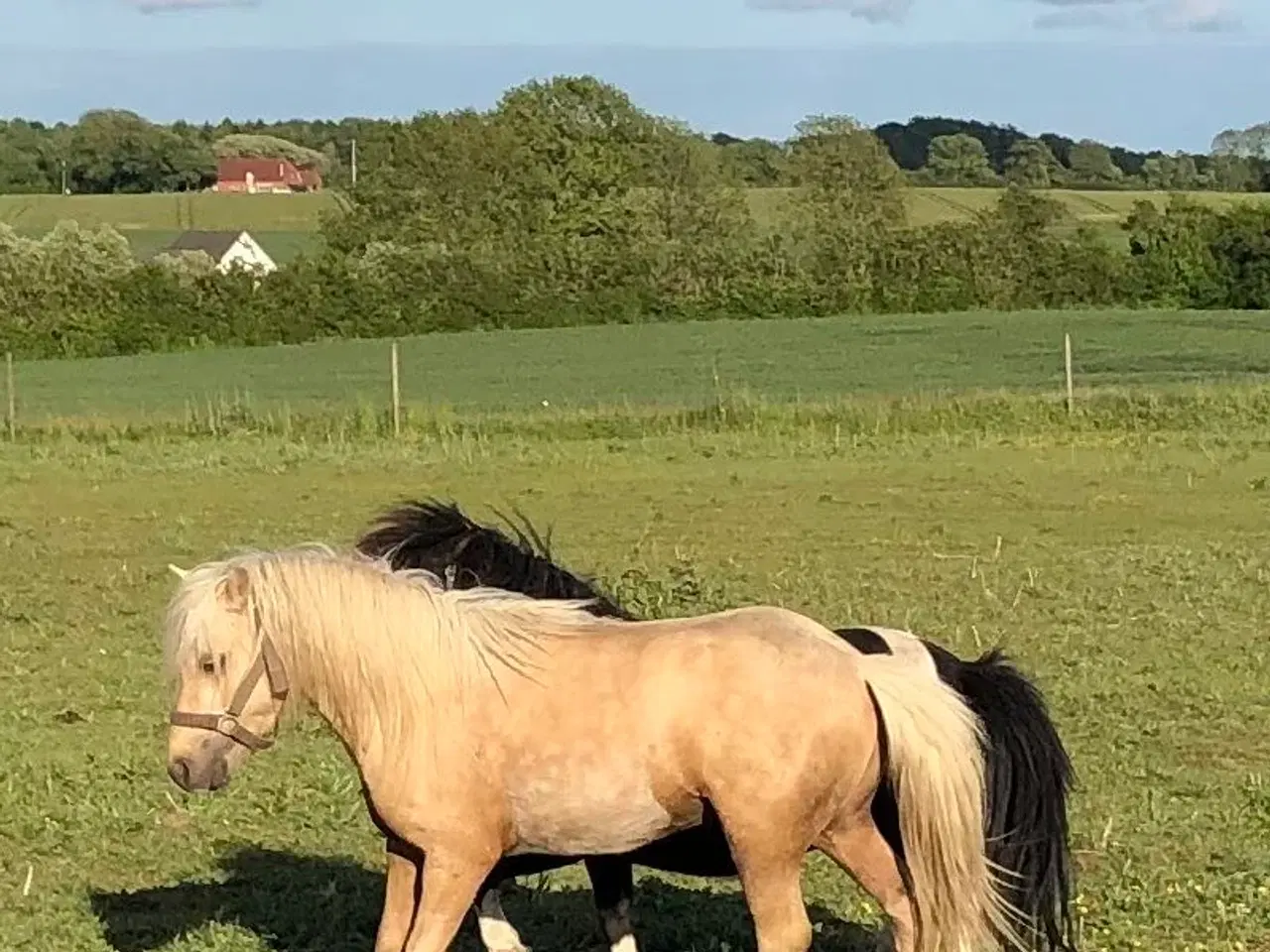 Billede 3 - Welsh / shetlænder 
