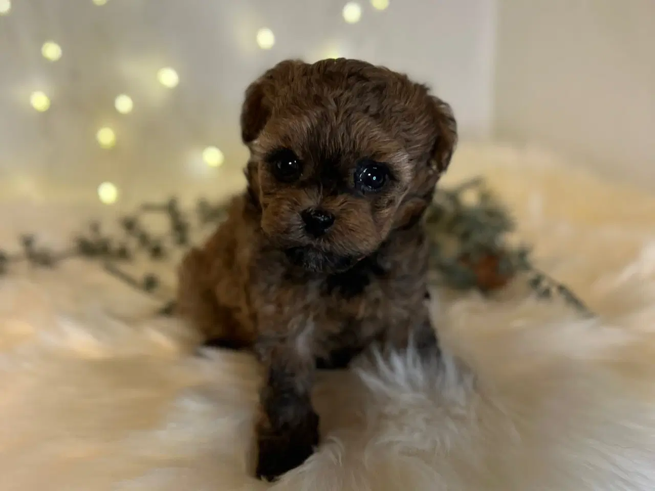 Billede 8 - Pomapoo f1b