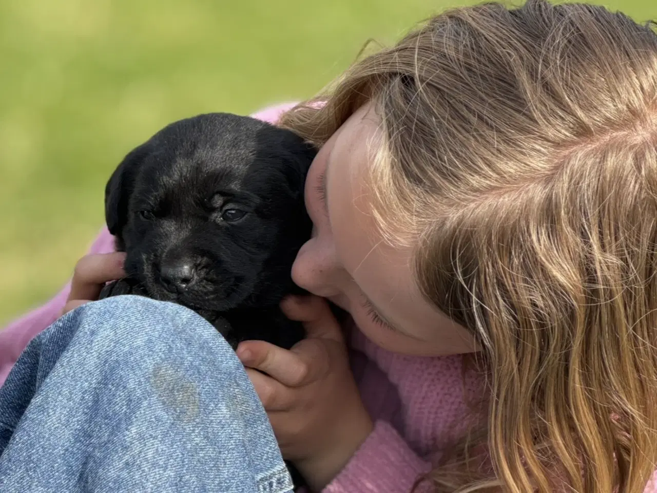 Billede 2 - Labrador hundehvalp