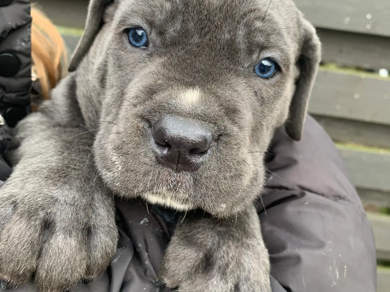 Billede 13 - Cane Corso Italiano hvalpe 