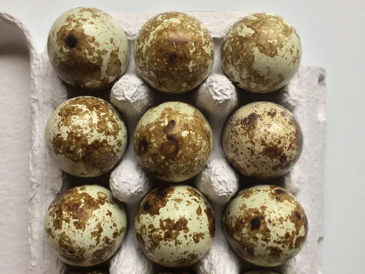 Billede 3 - Vagtel rugeæg fra japanske og franske vagtler