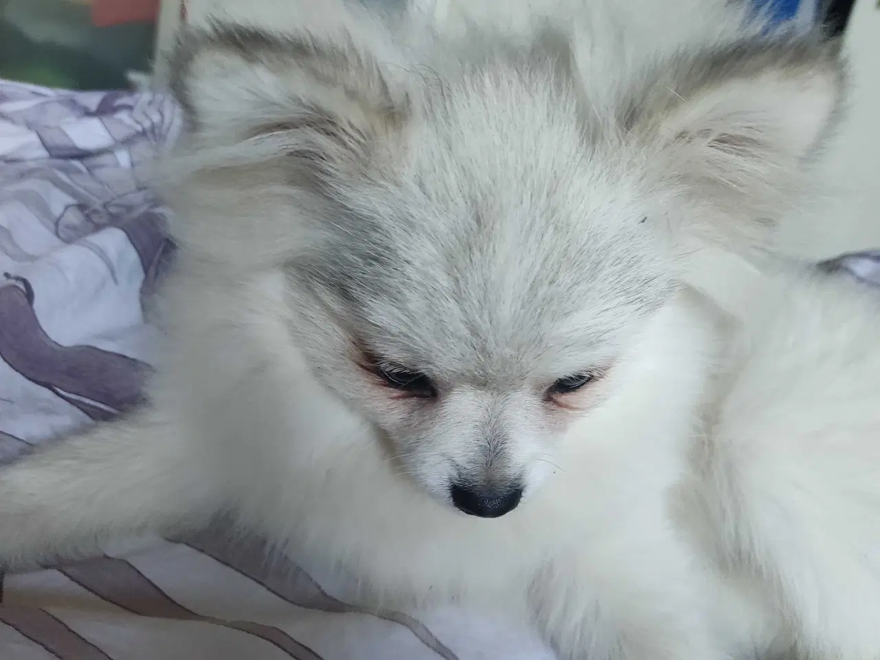 Billede 4 - Mini Pomeranian 