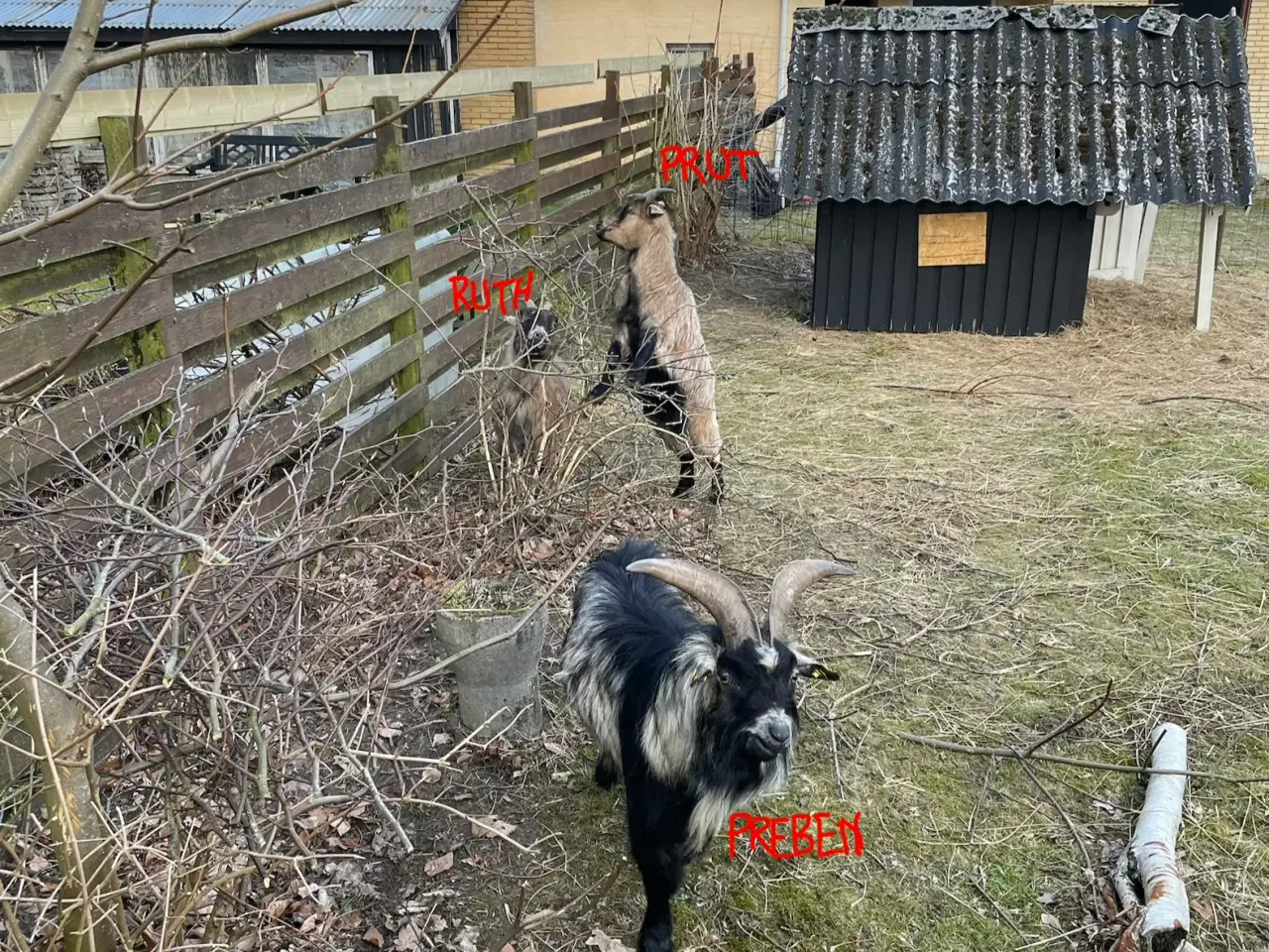 Billede 2 - Dværg buk udlejes