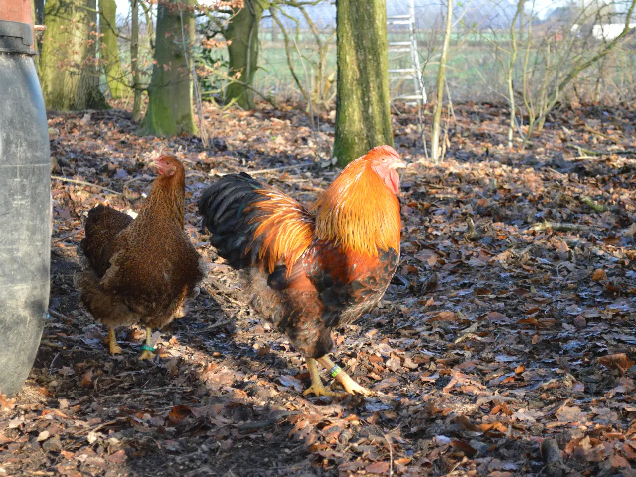 Billede 9 - høns avlstamm store Wyandotter guld-sortbåndet
