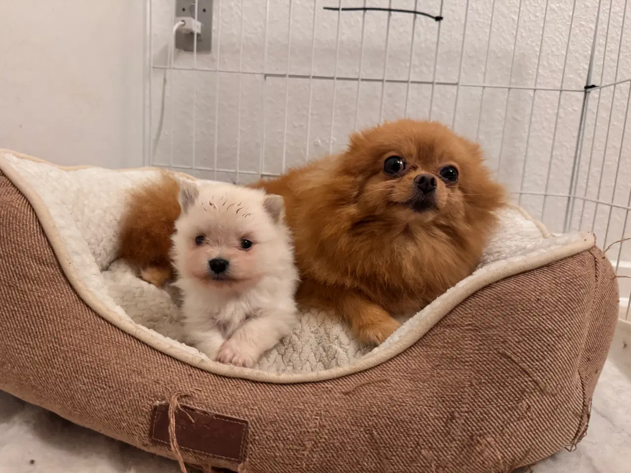 Billede 4 - Pomeranian hvalp 