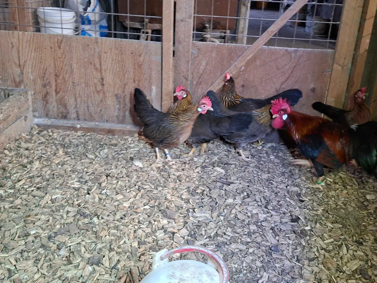 Billede 2 - D værghøns
