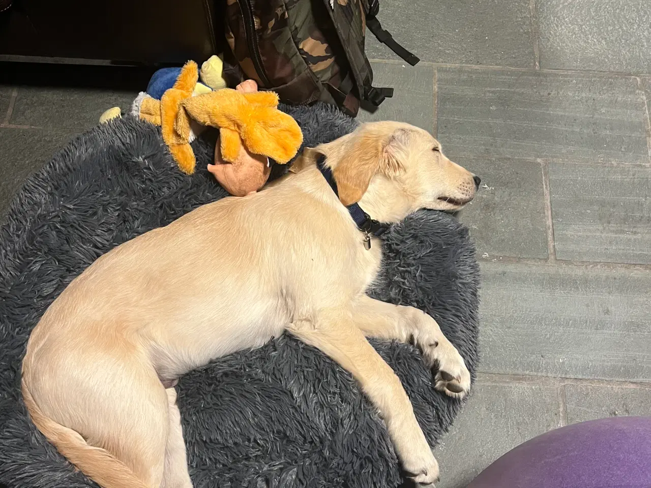 Billede 5 - Golden retriever hanhund