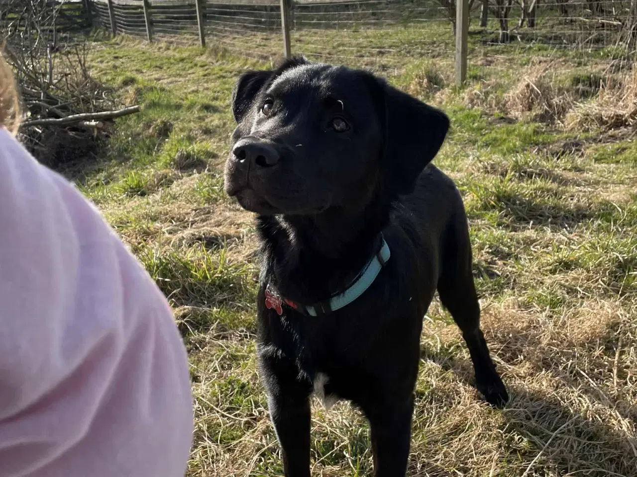 Billede 5 - Skøn familie hund blanding 