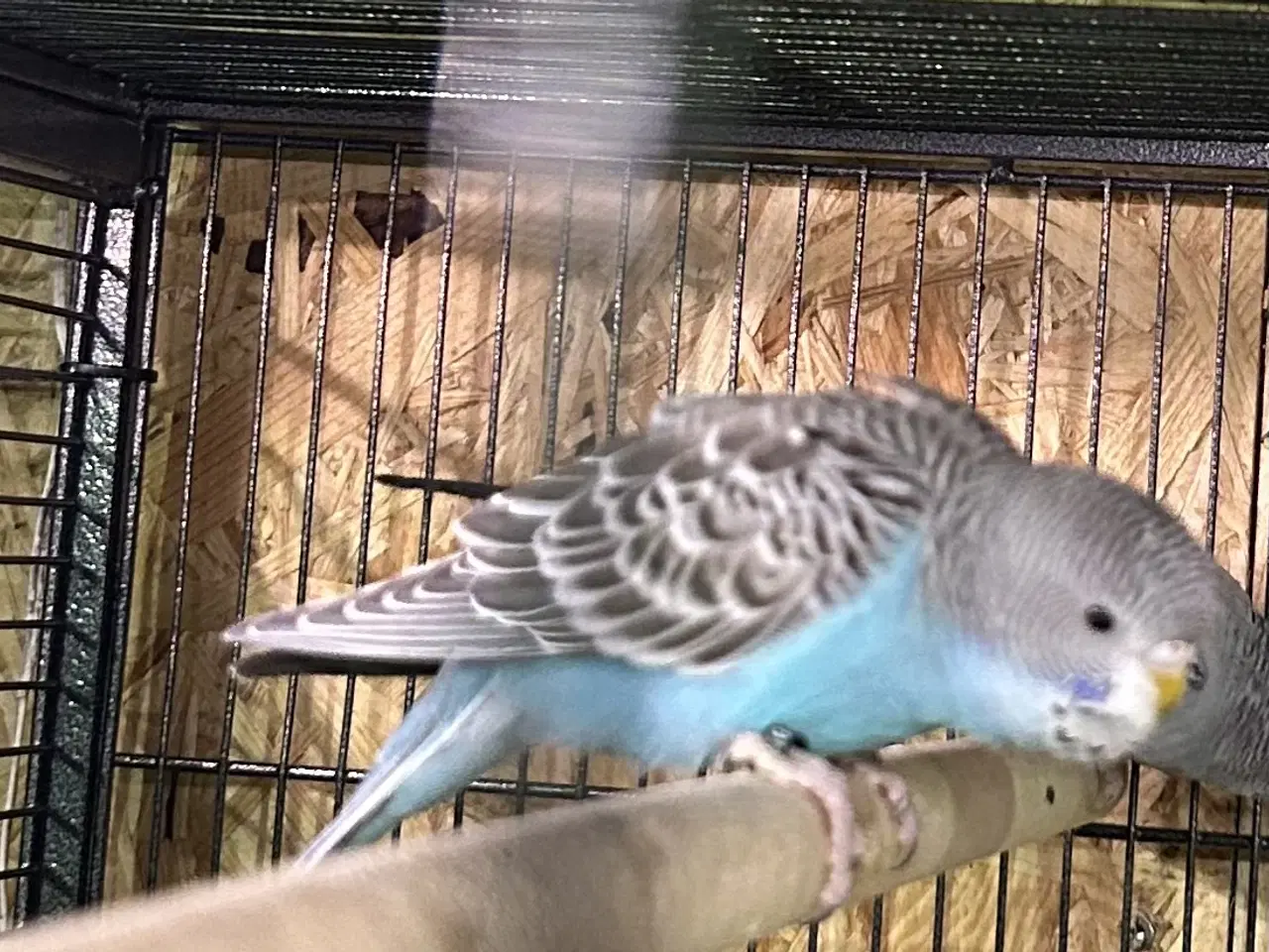 Billede 6 - Håndteret undulat unger