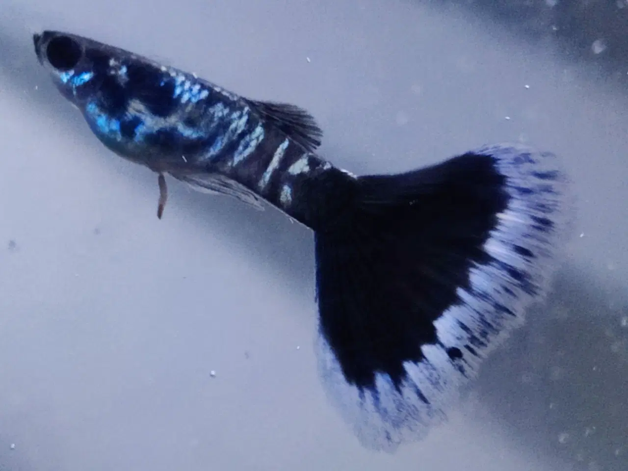 Billede 2 - Renstammet Galaxy Blue Tail Guppy