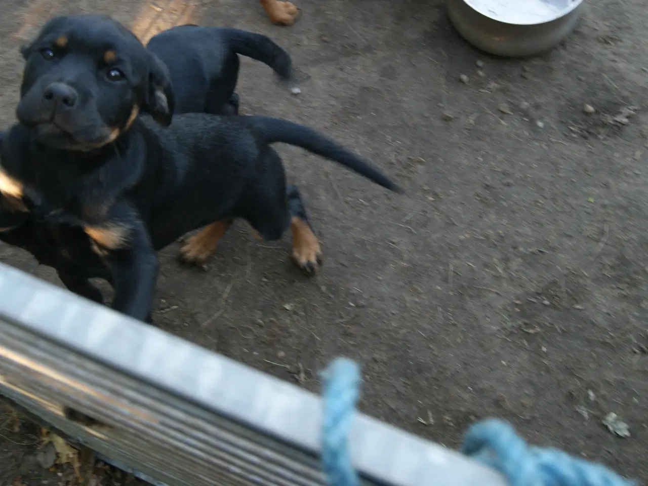 Billede 14 - 3 livlige og friske Cane Corso/ Rottweiler Hvalpe.