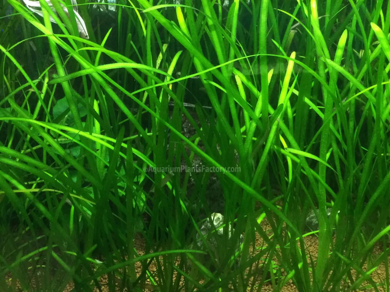 Billede 2 - Vallisneria planter sælges