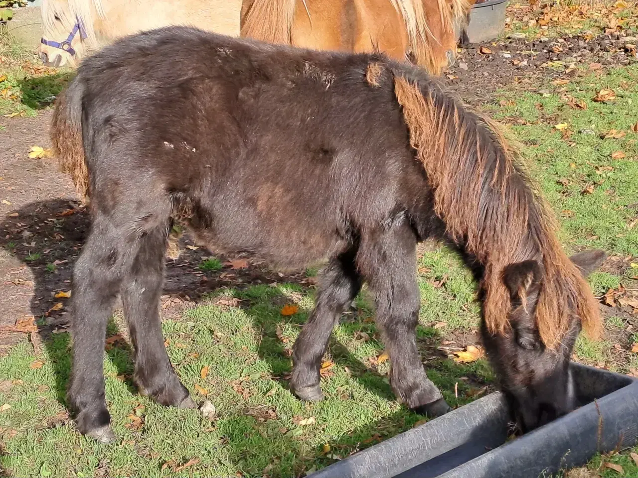 Billede 1 - Shetlandspony 1-års hingsteplage. 