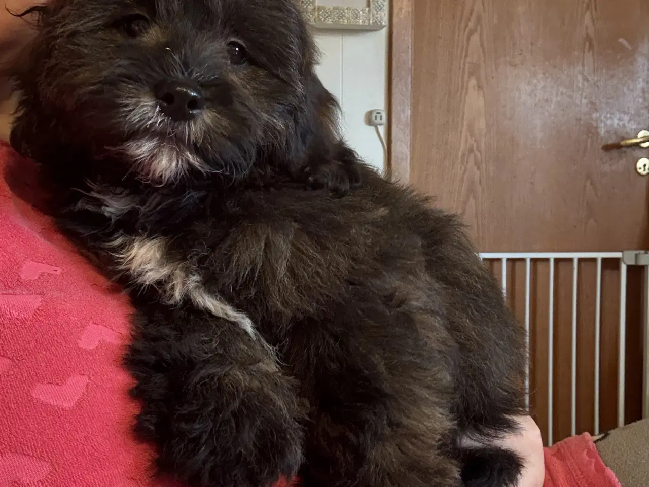 Billede 14 - Rejseklar Shihpoo /Klar i dit nye hjem/