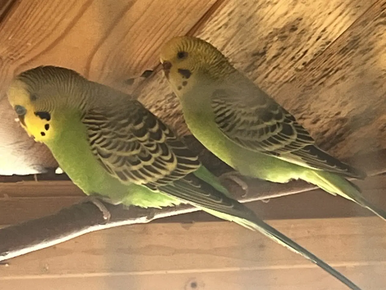 Billede 2 - Smuk grøn undulat par