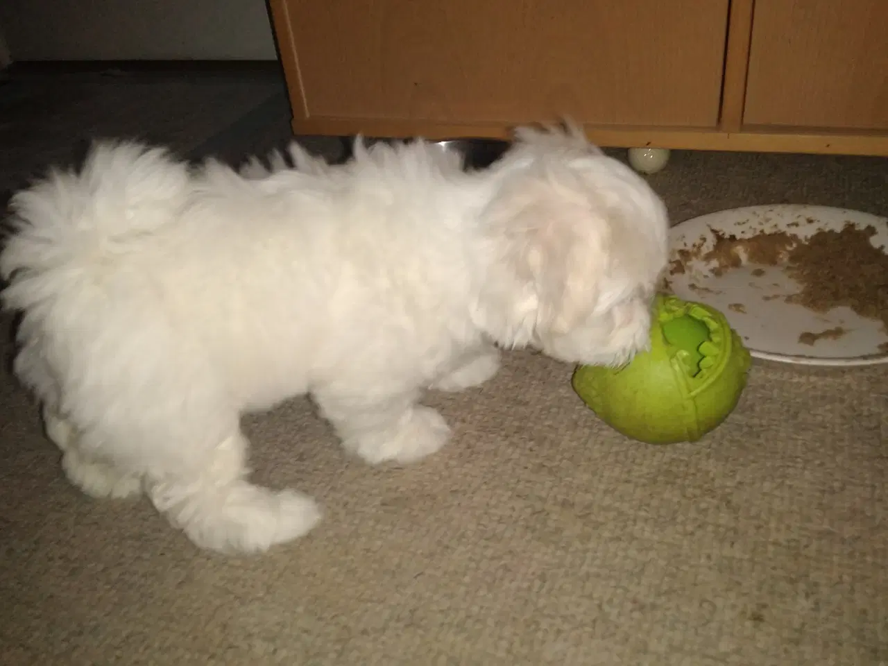 Billede 1 - Coton de Tulear 