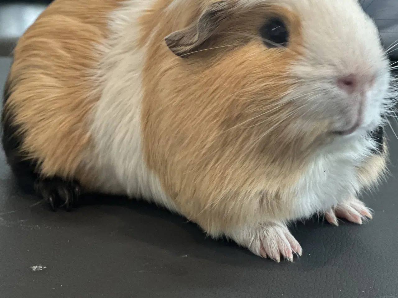 Billede 5 - Marsvine han, saltkaramel