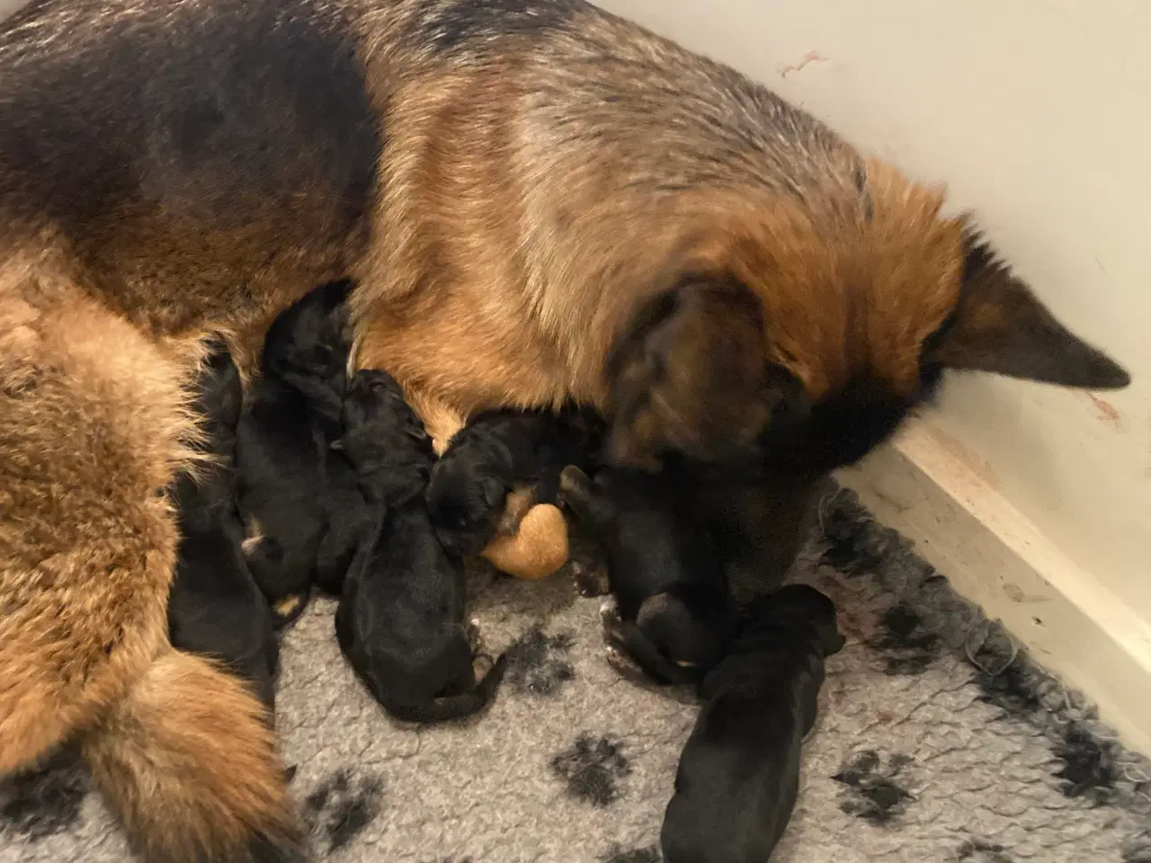 Billede 4 - Schæferhvalpe fra Danmarks ældste kennel  