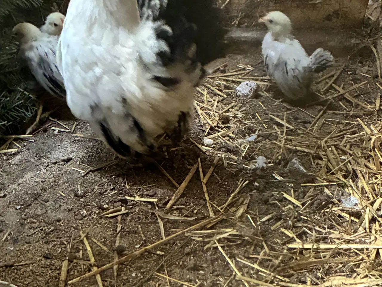 Billede 1 - Dværg høne  