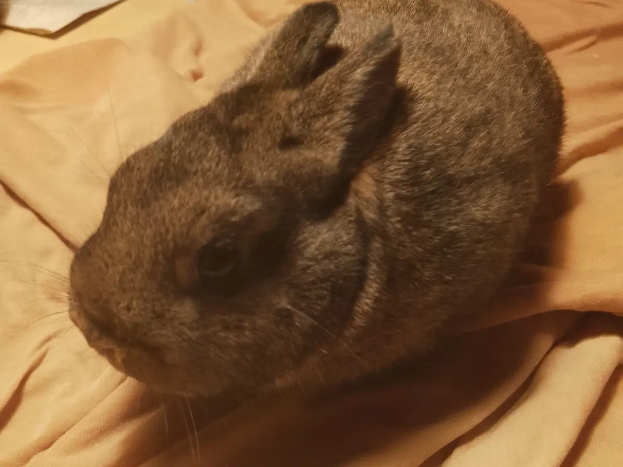 Billede 1 - Kanin