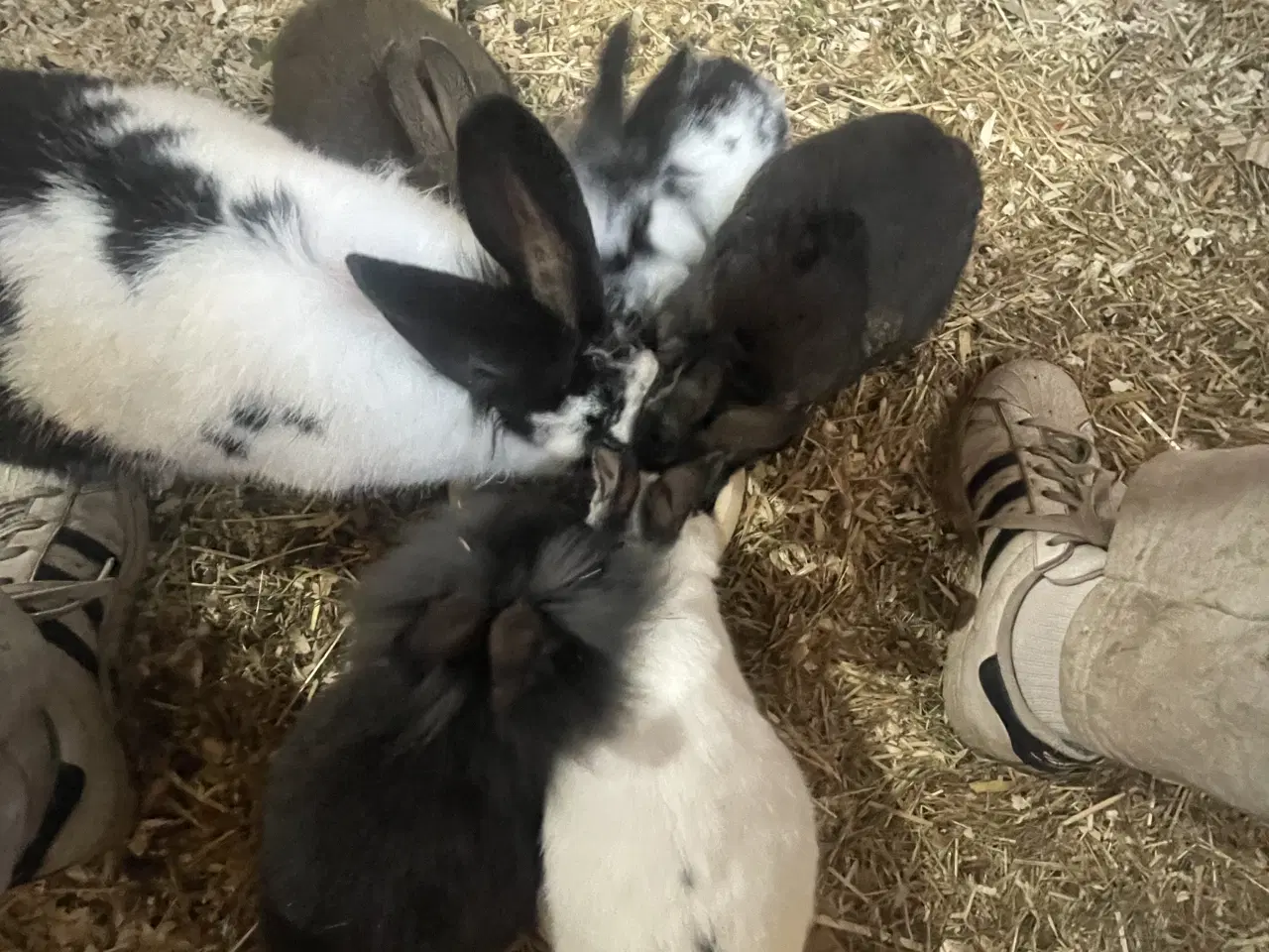 Billede 11 - Kaninunger blandings race 