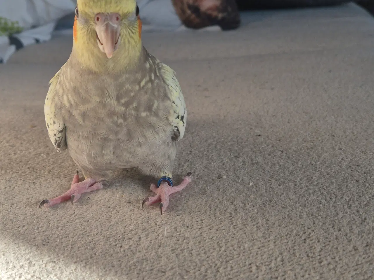 Billede 2 - Nymfeparakit tam