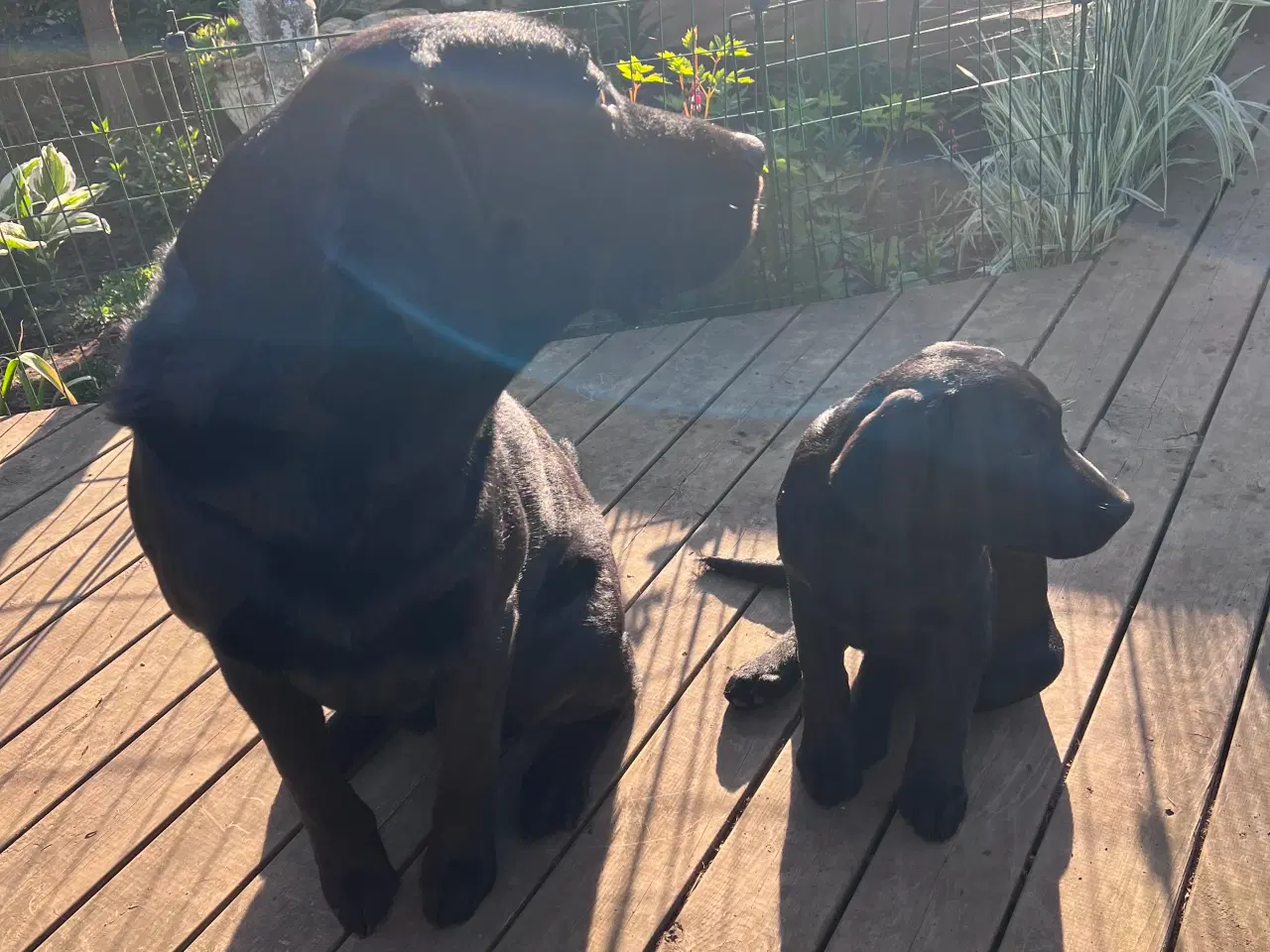 Billede 4 - Sødeste labrador hvalp