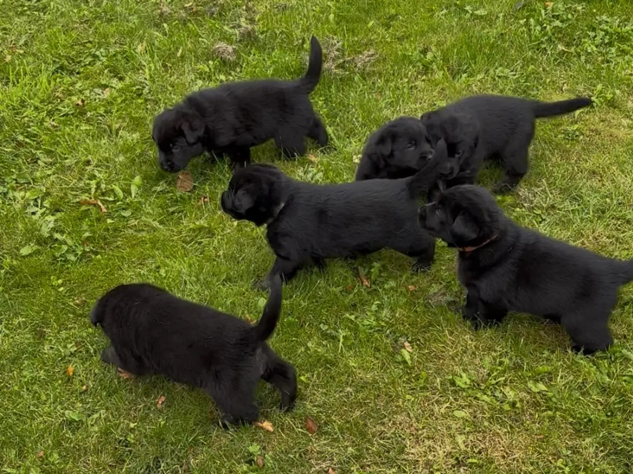Billede 2 - Schæfer/Labrador hvalpe