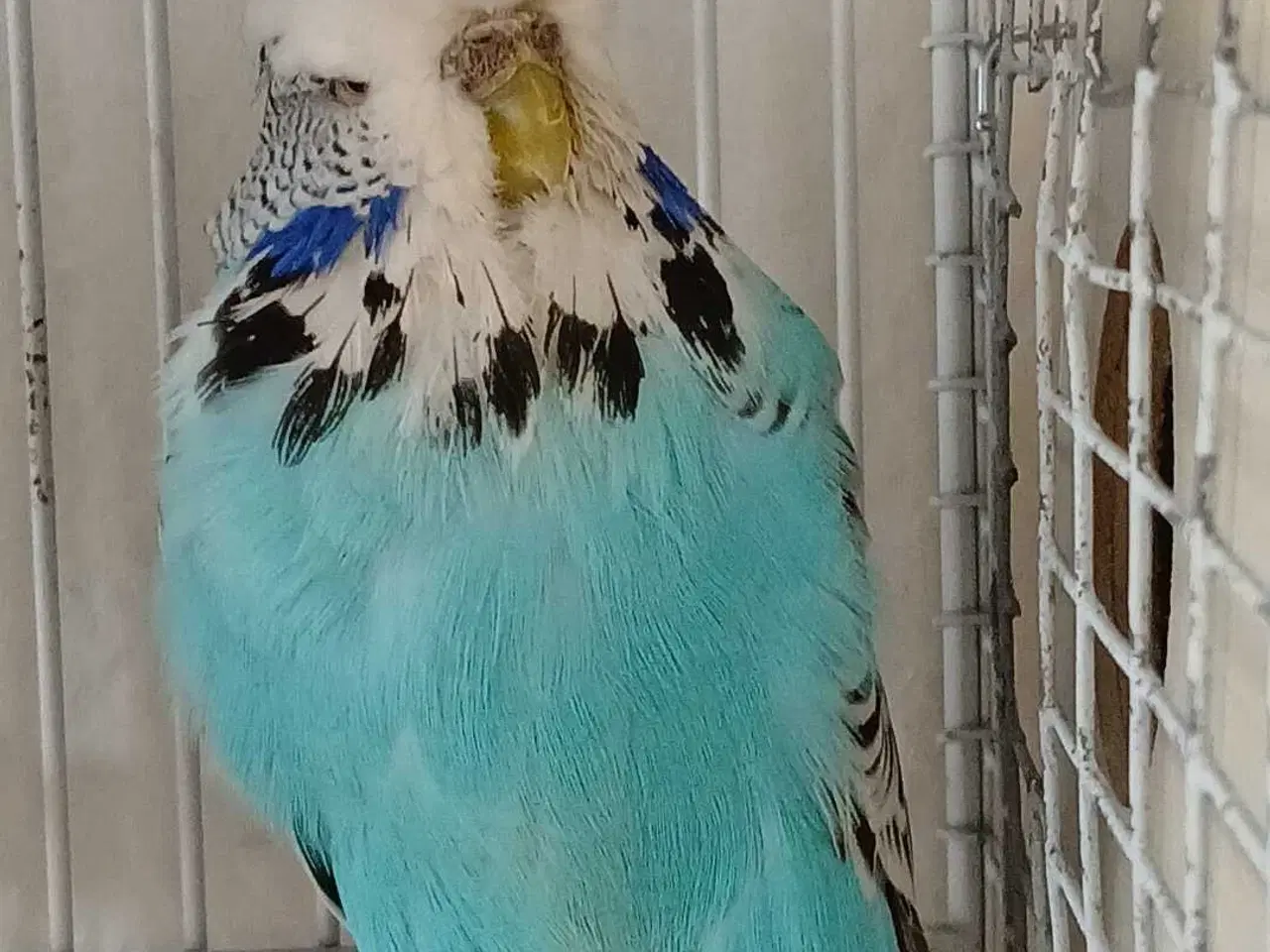 Billede 5 - Engelsk undulat hun