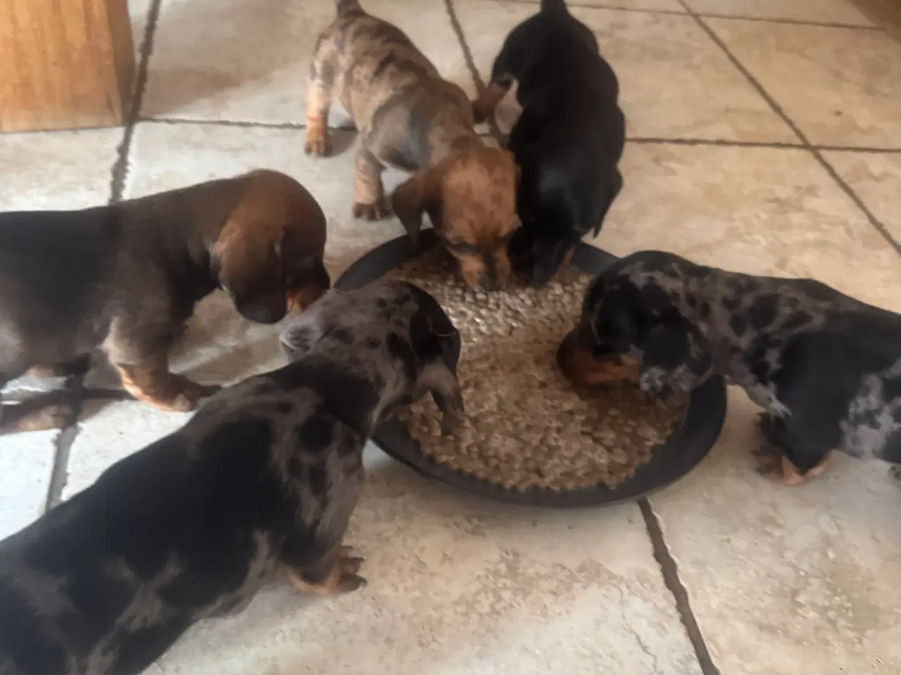 Billede 12 - Sunde og smukke korthårede gravhunde hvalpe 