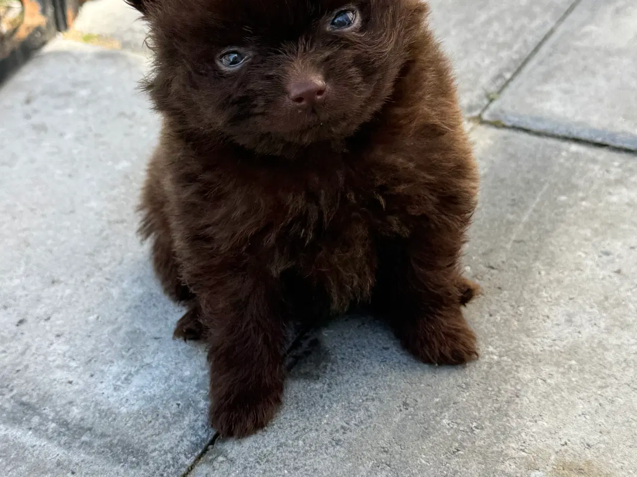 Billede 8 - Pomerania hvalpe 1 pige tilbage