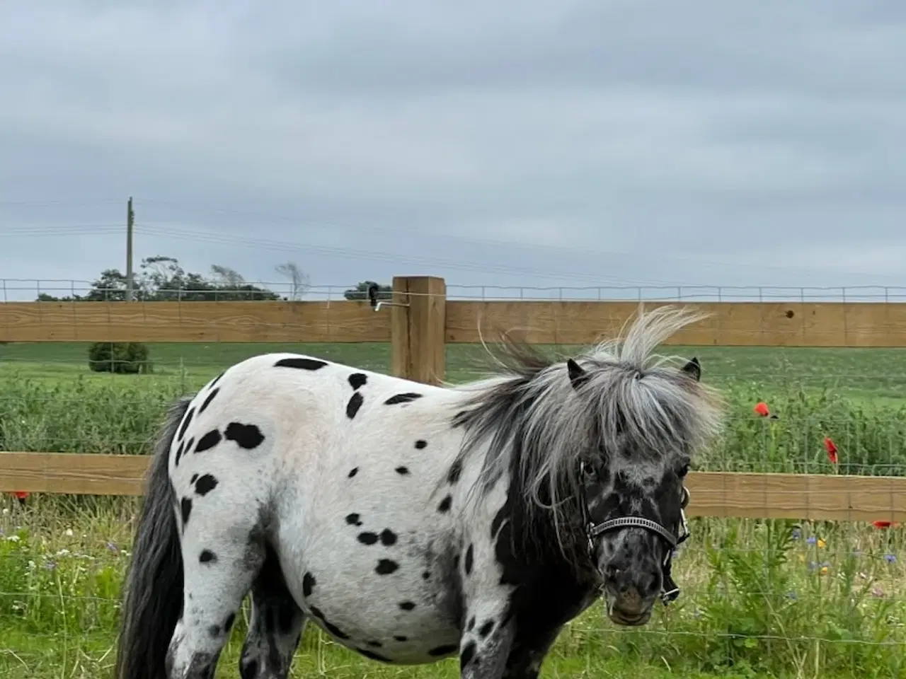 Billede 6 - Miniature Knabstrupper hoppe