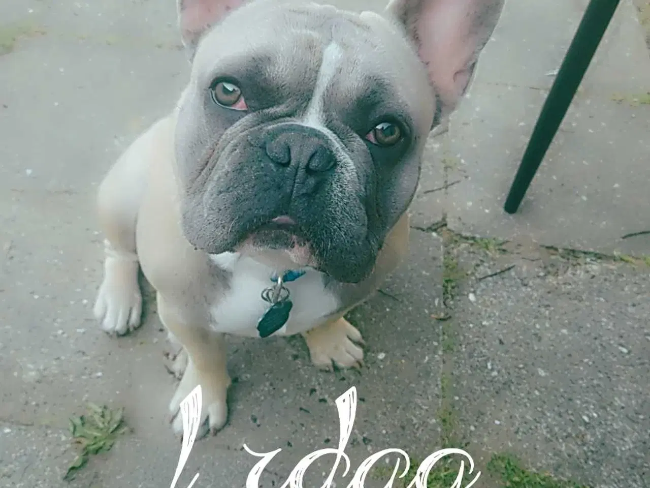 Billede 1 - Fransk bulldog 8 måneder 