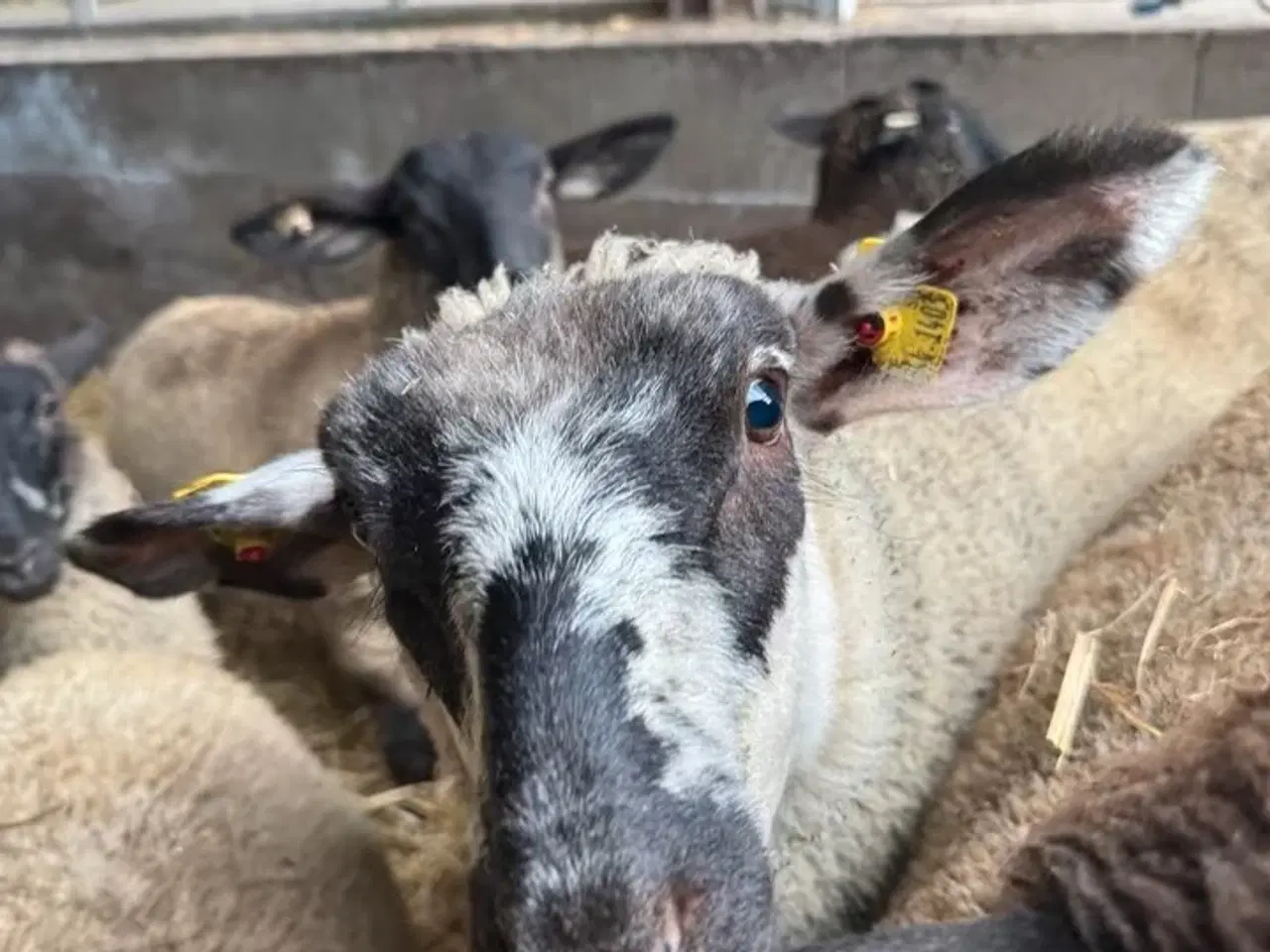 Billede 5 - Lam til salg i 6818 Lam på cirka 3 måneder i 6818