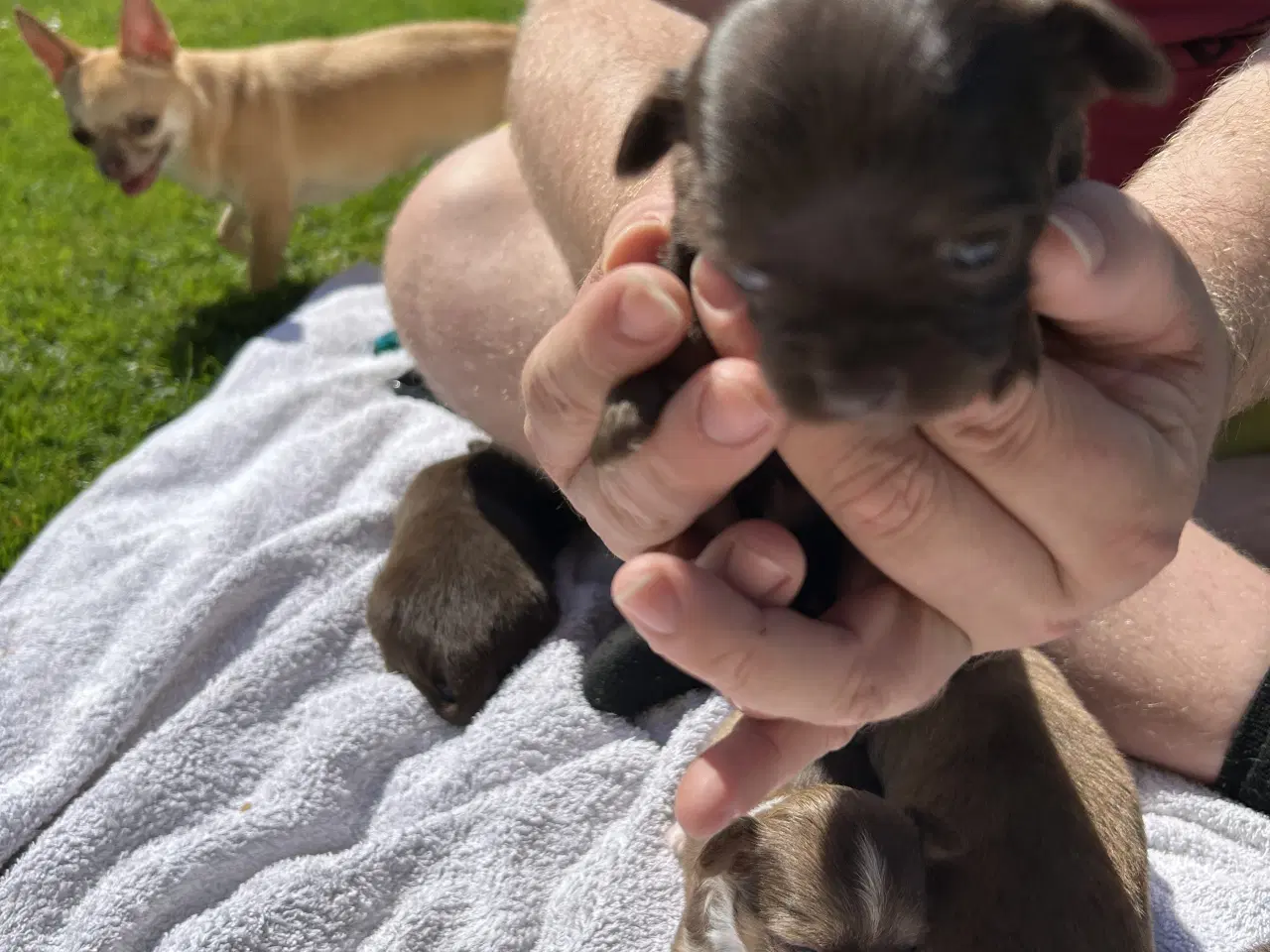 Billede 4 - Chihuahua hvalpe sælges