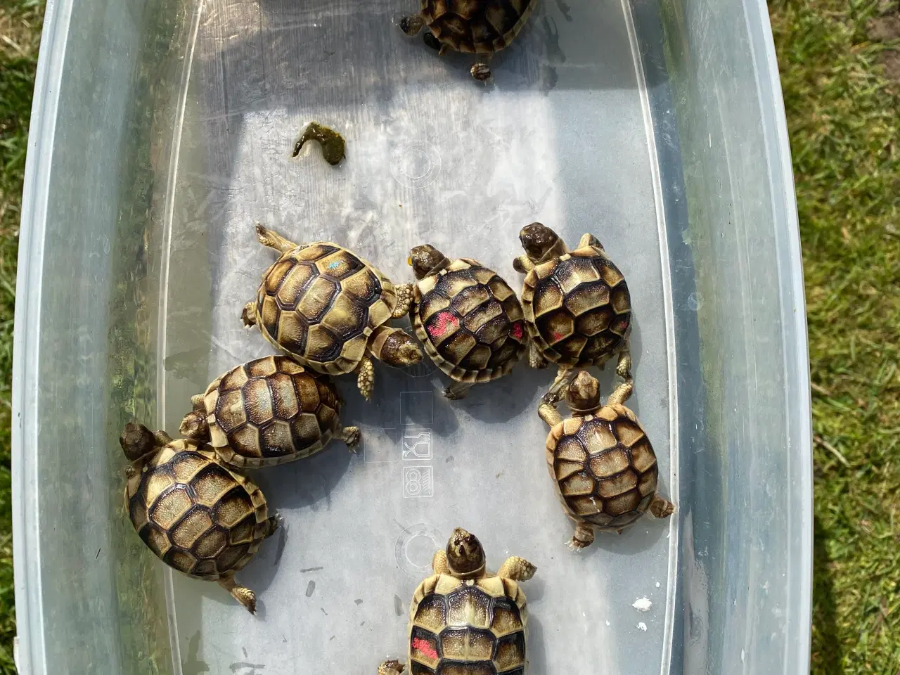Billede 2 - Skildpadde landskildpadde 