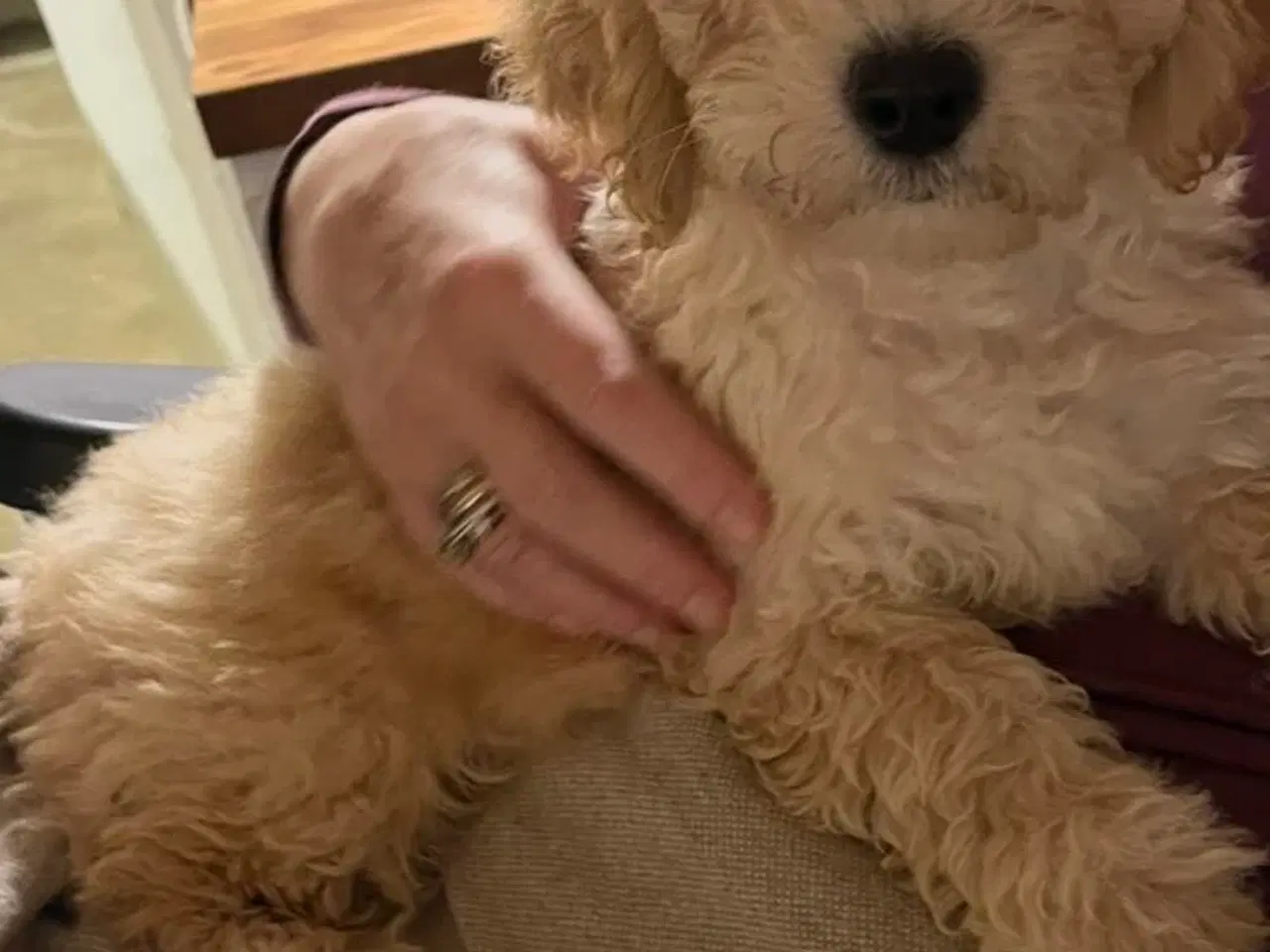 Billede 9 - De skønneste Mini Goldendoodle hvalpe 