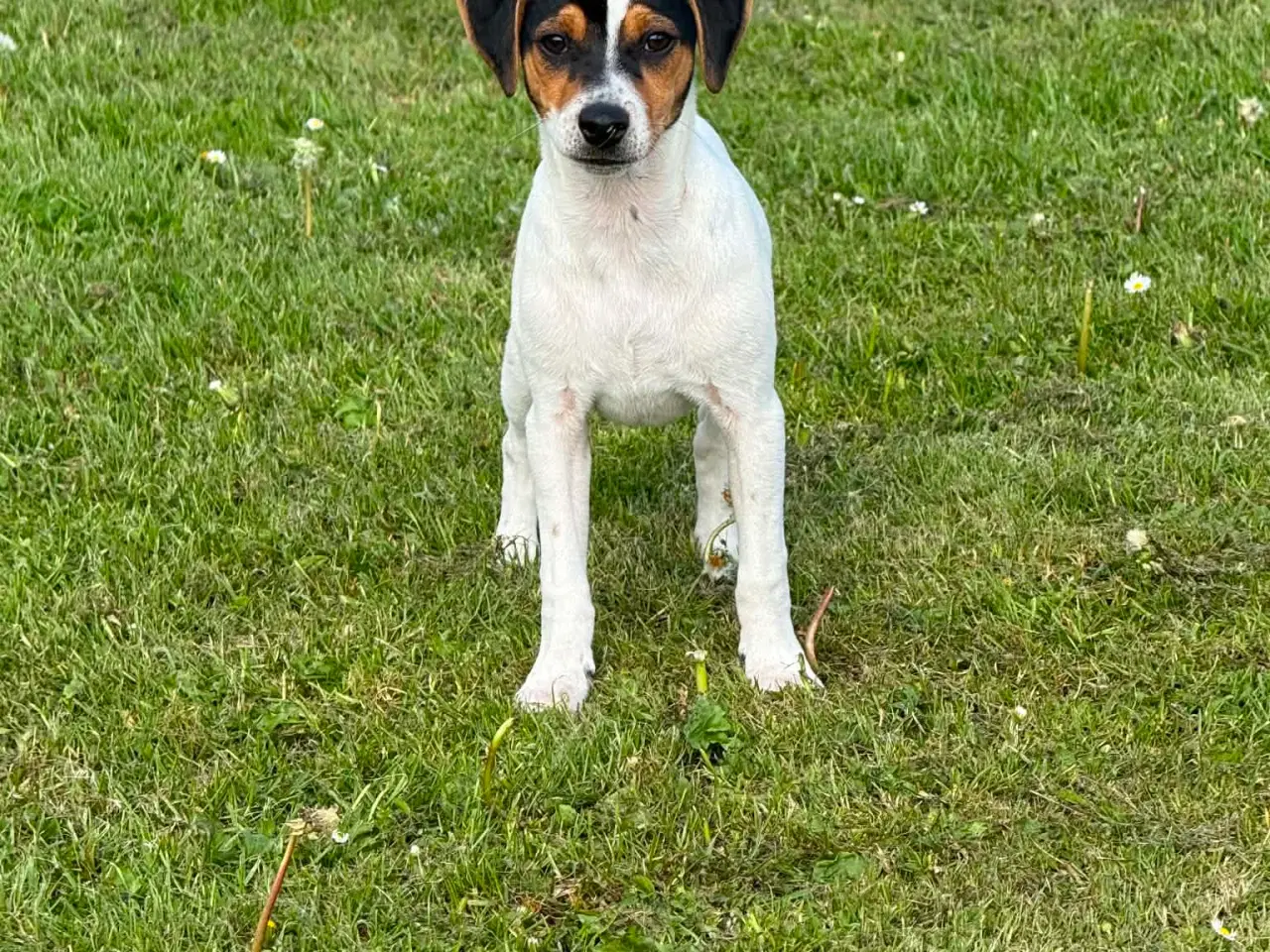 Billede 1 - Dansk-svensk gårdhund . Tvebak