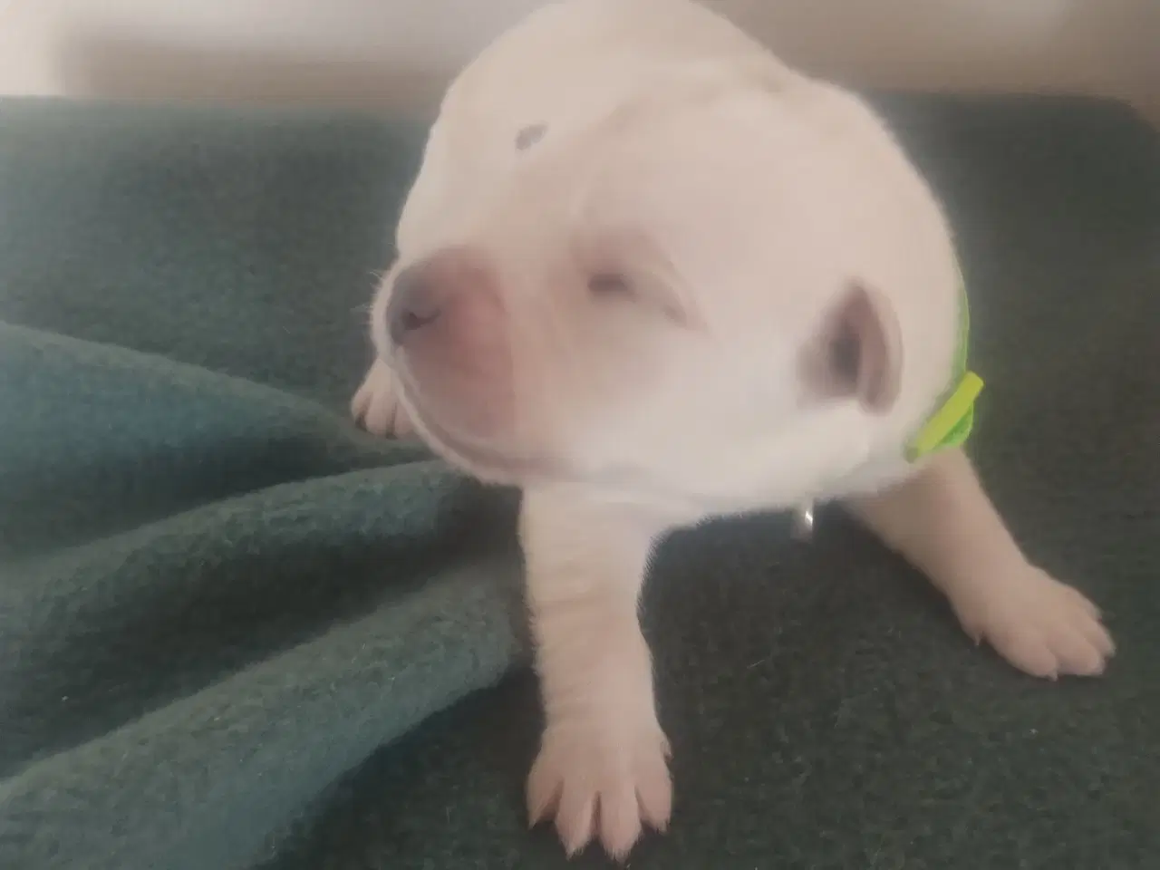 Billede 5 - Labrador hvalpe
