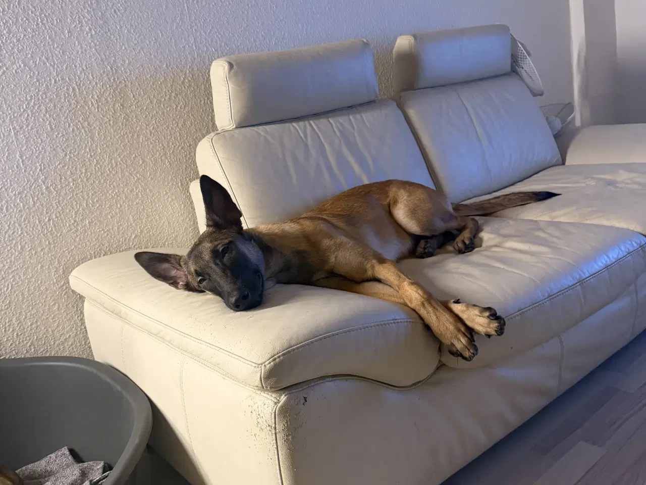 Billede 2 - Belgisk malinois tæve