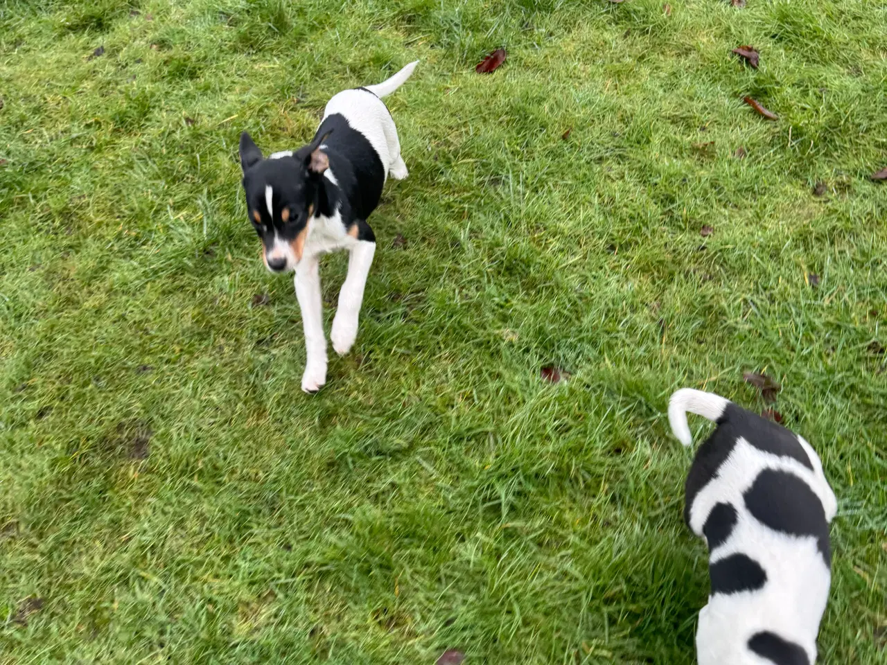 Billede 2 - Dansk/Svensk gårdhund hvalpe