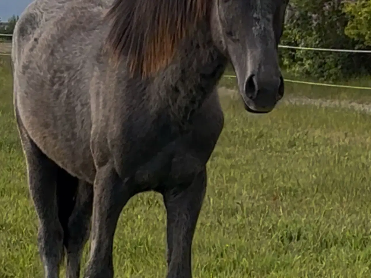 Billede 4 - Pony Hingst 