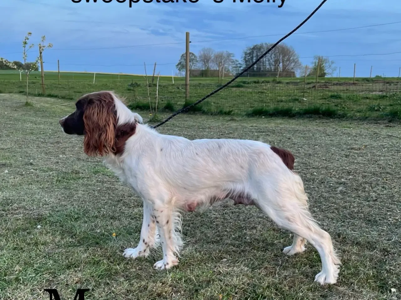 Billede 5 - Ft springer spaniel tæve 