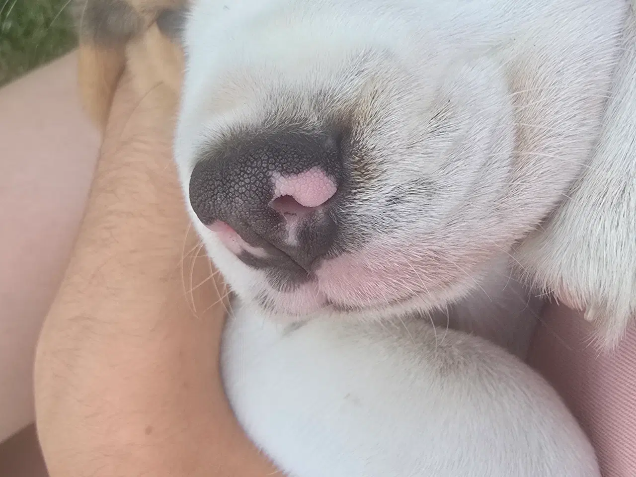 Billede 1 - Beagle tricolor
